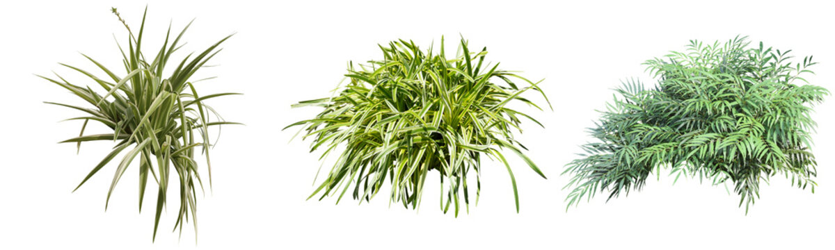 オリヅルラン,マホニアコンフーサ植栽切り抜きセット透過PNG背景白