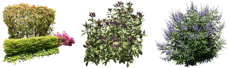 レッドロビン、ベロニカグレース、セイヨウニンジン花切り抜きセット透過PNG背景白