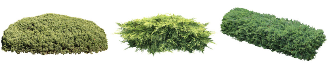 低木コニファー切り抜き素材 透過PNG 