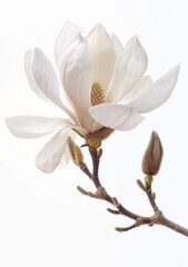Obraz premium A single white magnolia flower is in bloom on a branch with several buds. The flower is in focus and appears delicate and pristine against a stark white background. This image is simple and easy for