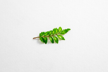 山椒　木の芽　Japanese pepper , Spice
