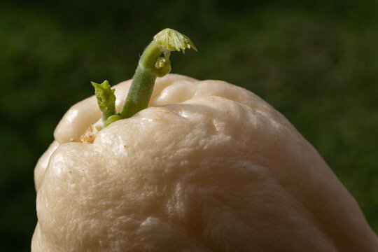 Sprouting of a white Choko fruit