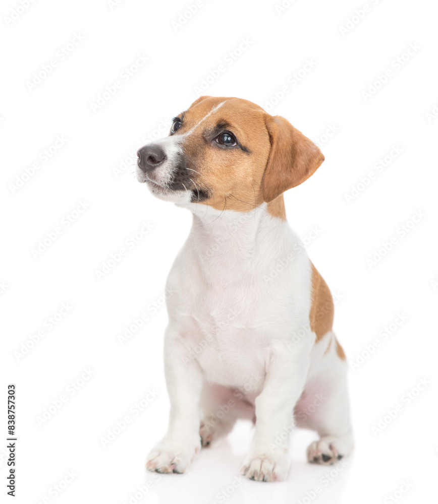 Poster young jack russell terrier puppy sits in profile and looks away and up on empty space. isolated on w