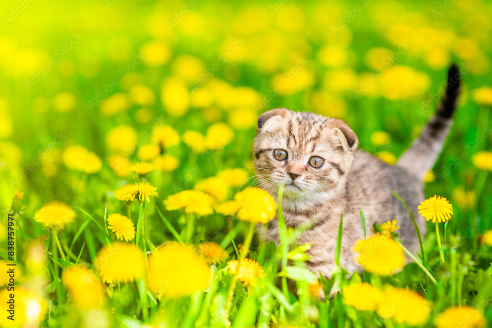 Poster cute tabby kitten walks on dandelion lawn. empty space for text