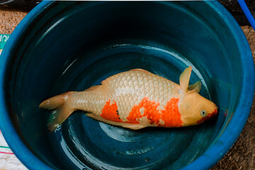 Fancy carp or koi fish dead in water, due to insufficient oxygen in the underwater and floating...