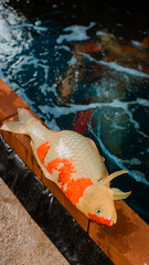 Fancy carp or koi fish dead in water, due to insufficient oxygen in the underwater and floating...
