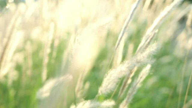 White cattail flowers bloom and flutter in the breeze.