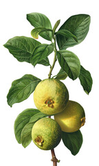 Fototapeta premium Guava isolated on white and transparent background, old botanical illustration