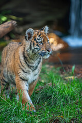 Tiger cub in the wild. Baby animal in green grass on waterfall background