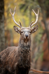 Deer standing in middle of forest