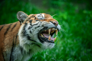 Tiger male, wild animal in the natural habitat