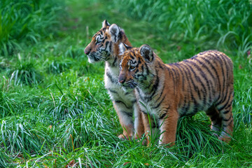 Two tigers cub in the wild.  Wild cat in nature habitat
