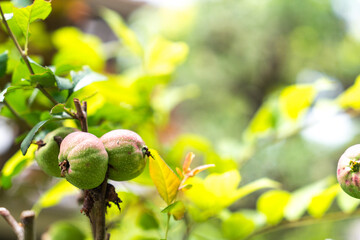 Obraz premium 青い木瓜の実