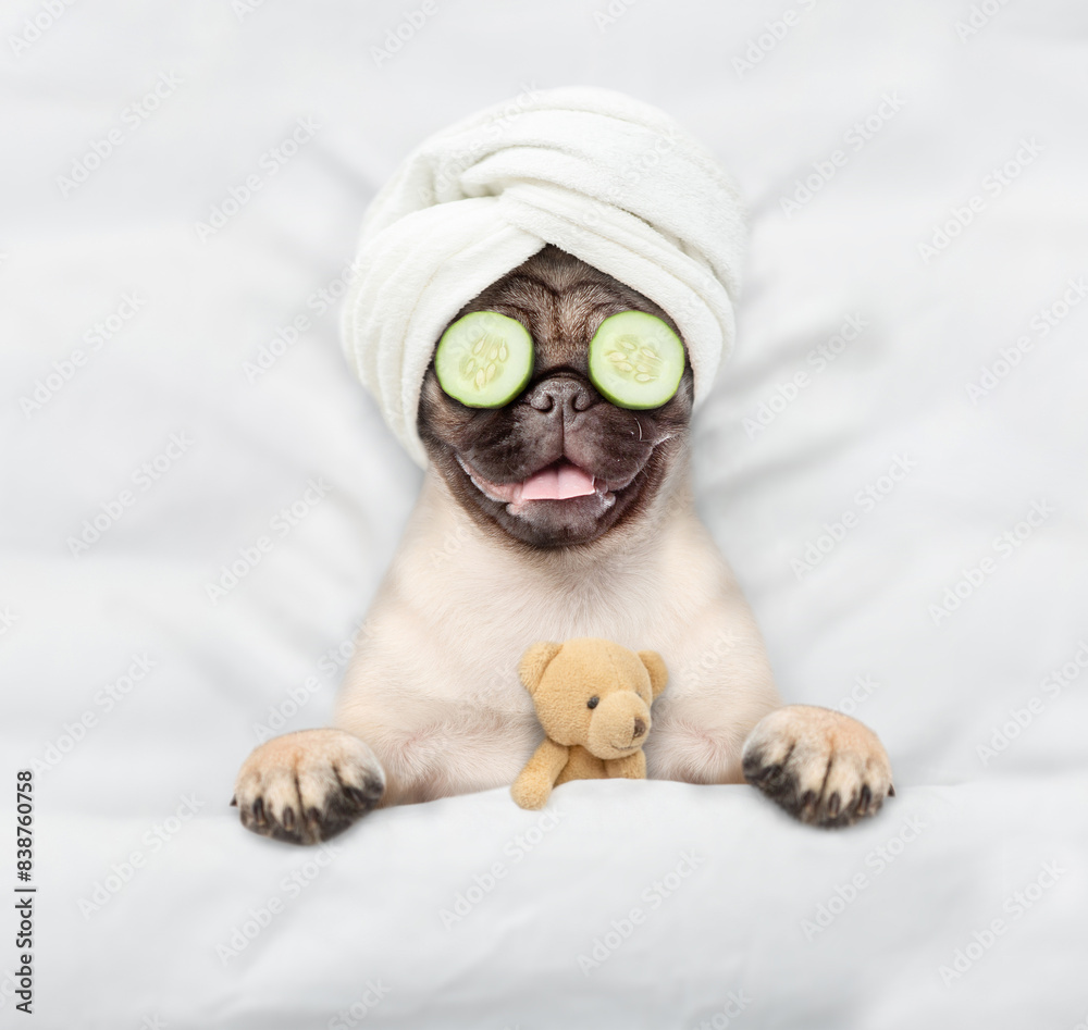 Aufkleber Funny Pug puppy with towel on it head and with pieces of cucumber on it eyes relaxing on the bed at home with favorite toy bear. Top down view