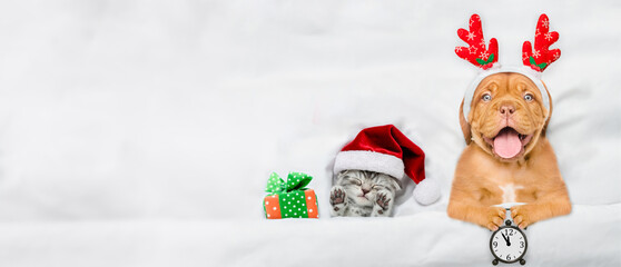 Happy mastiff puppy dressed like santa claus reindeer  Rudolf showing alarm clock and lying with tiny cozy kitten under white blanket at home. Top down view. Empty space for text