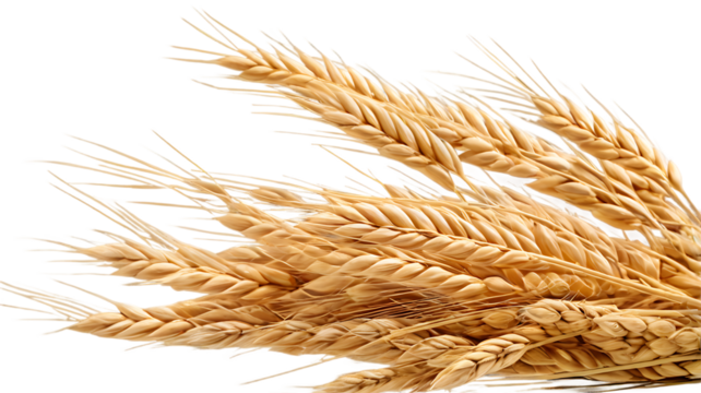 Ears of wheat isolated on a white background