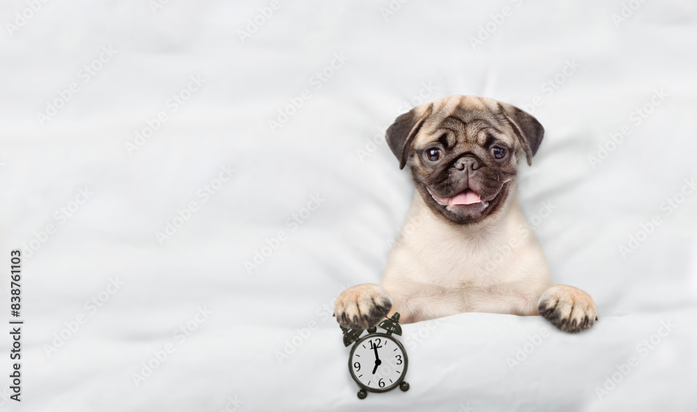 Leinwandbilder Pug puppy lying on a bed at home and holds alarm clock. Top down view. Empty space for text