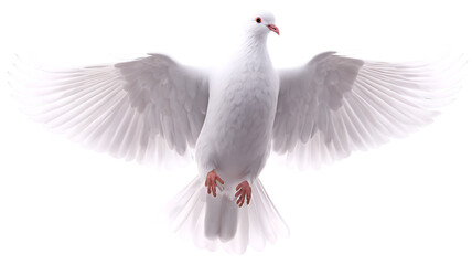 Soft white pigeon isolated on white background © THESUN