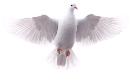 Soft white pigeon isolated on white background