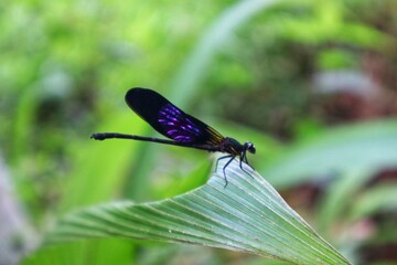 Damselfly dragonfly (Euphaea variegata) perched on a leaf in close view, blurred background,