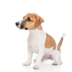 Young Jack russell terrier puppy sits in profile and looks away on empty space. Isolated on white background