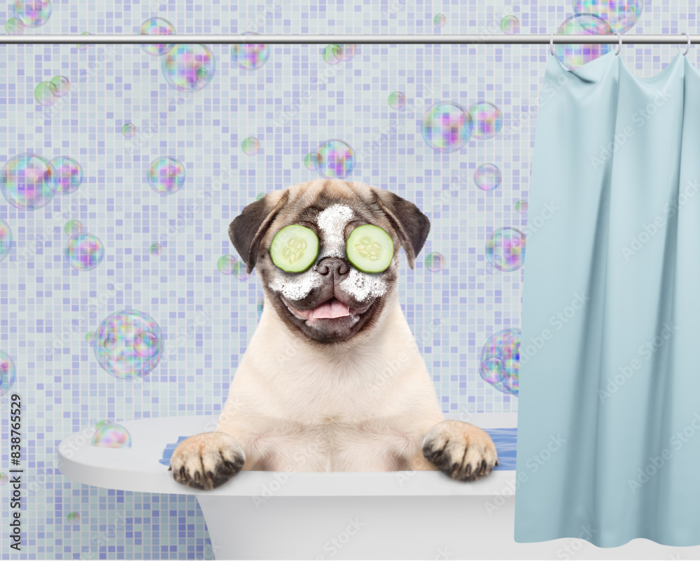 Poster happy pug puppy with pieces of cucumber and with cream on it face takes the bath at home