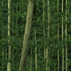 Obraz premium green forest in the morning