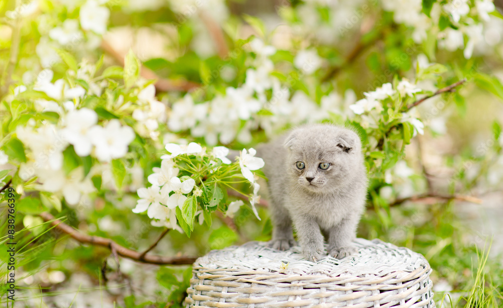 Poster fold kitten sits on basket at sunny spring park between apple blossoms. empty space for text
