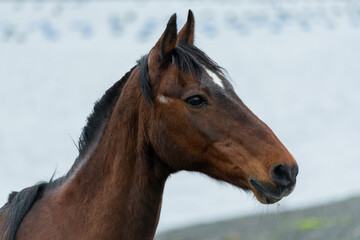 Caballo (Equus caballus)