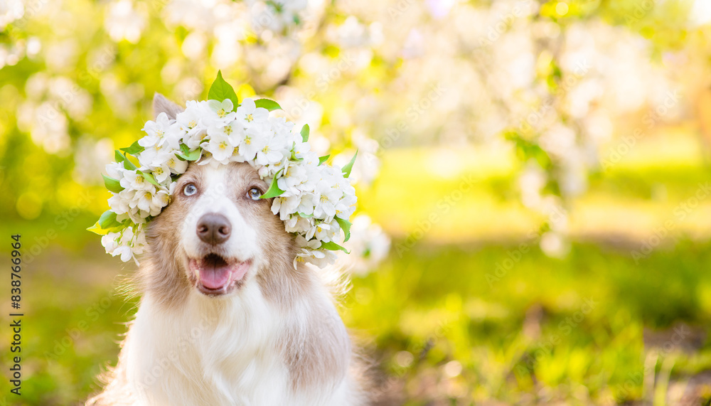 Poster portrait of a happy border collie puppy wearing wreath of apple blossoms at sunny spring park. empty