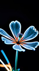 A beautiful white lily of the valley flower on a black background