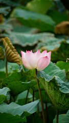 Lotus blooming on the lake surface - Nelumbo nucifera