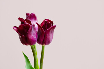 Tender tulips bouquet. Gentle flowery background.