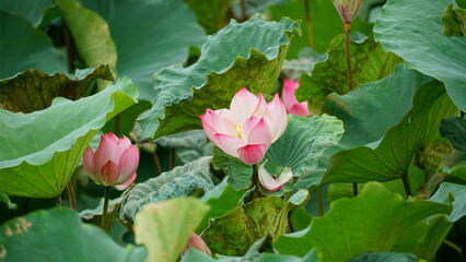 Lotus blooming on the lake surface - Nelumbo nucifera