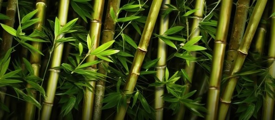 bamboo plant background