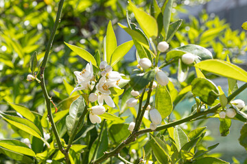 初夏に咲くすだちの花