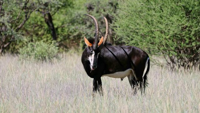 A magnificent sable antelope (Hippotragus niger) bull in natural habitat, Mokala National Park, South Africa