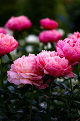 Close-up of  pink and red peony blossoms in full bloom - paeonia