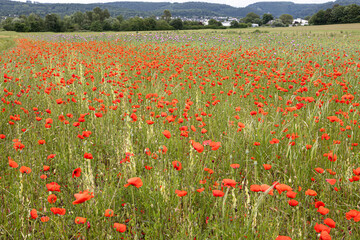 A meadow with many poppy blossom (papaver)