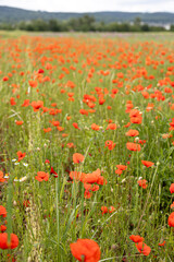 A meadow with many poppy blossom (papaver)