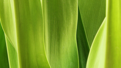 Closeup of green leaves of garden plant on white background