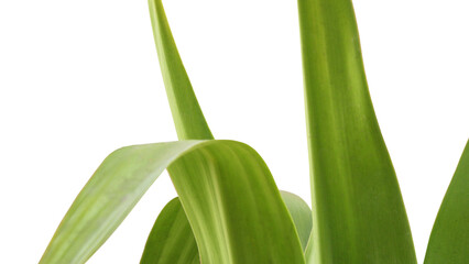 Closeup of green leaves of garden plant on white background