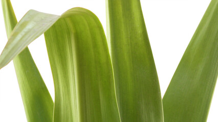 Closeup of green leaves of garden plant on white background