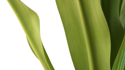 Closeup of green leaves of garden plant on white background