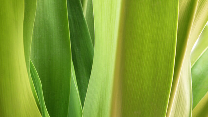 Closeup of green leaves of garden plant on white background