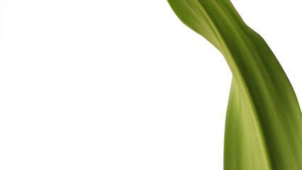 Closeup of green leaves of garden plant on white background