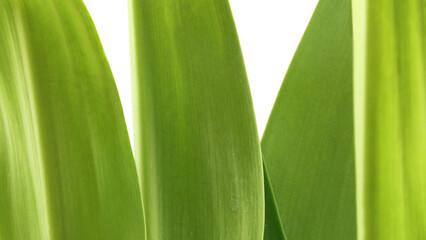 Obraz premium Closeup of green leaves of garden plant on white background