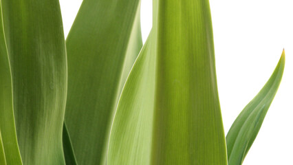 Closeup of green leaves of garden plant on white background