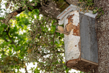 Sitta europaea. Nuthatch perched at the entrance to the nest house in a forest tree.