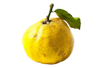 Ripe Yellow Quince with Leaf